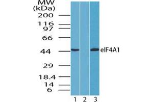 Image no. 2 for anti-Eukaryotic Translation Initiation Factor 4A1 (EIF4A1) (AA 350-400) antibody (ABIN960156) (EIF4A1 抗体  (AA 350-400))