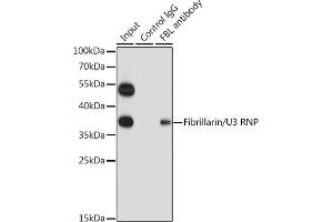 Immunoprecipitation (IP) image for anti-Fibrillarin (FBL) (AA 100-321) antibody (ABIN6140494)