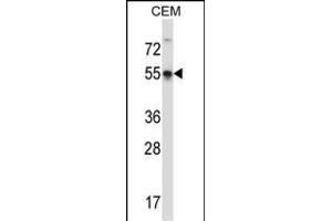 POU3F3 Antibody (Center) (ABIN657418 and ABIN2846455) western blot analysis in CEM cell line lysates (35 μg/lane). (POU3F3 抗体  (AA 294-323))