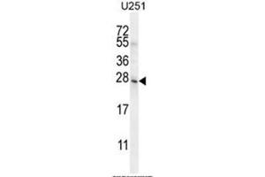BHLHA15 Antibody (C-term) western blot analysis in U251 cell line lysates (35µg/lane). (BHLHA15 抗体  (C-Term))