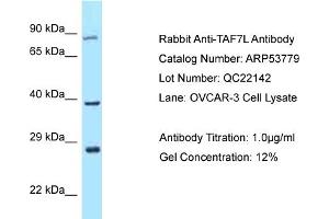 Western Blotting (WB) image for anti-TAF7-Like RNA Polymerase II, TATA Box Binding Protein (TBP)-Associated Factor, 50kDa (TAF7L) (C-Term) antibody (ABIN2785574) (TAF7L 抗体  (C-Term))