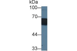 Western Blot; Sample: Porcine Skin lysate; Primary Ab: 1µg/ml Rabbit Anti-Porcine CD14 Antibody Second Ab: 0. (CD14 抗体  (AA 21-373))