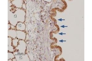 Expression of Adenosine A3 Receptor in rat lung - Immunohistochemical staining of paraffin-embedded rat lung sections using Anti-Adenosine A3 Receptor Antibody (ABIN7042891, ABIN7043892 and ABIN7043893), (1:50).