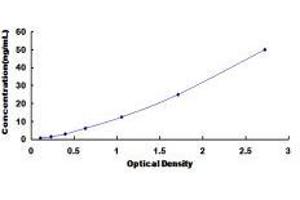 Protein Kinase C, alpha (PKCa) ELISA Kit