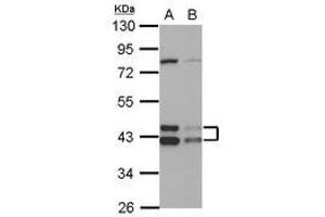 Image no. 2 for anti-DnaJ (Hsp40) Homolog, Subfamily A, Member 3 (DNAJA3) (AA 1-446) antibody (ABIN1497866)