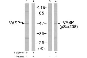 Image no. 2 for anti-Vasodilator-Stimulated phosphoprotein (VASP) (Ser238) antibody (ABIN197382) (VASP 抗体  (Ser238))