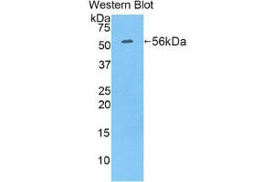 Western Blotting (WB) image for anti-Ribophorin 1 (RPN1) (AA 273-518) antibody (ABIN1860469) (RPN1 抗体  (AA 273-518))