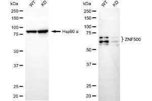Western blotting analysis using ZNF500 antibody (ABIN7800897). (ZNF500 抗体)