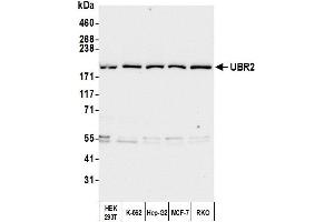 Western Blotting (WB) image for anti-Ubiquitin Protein Ligase E3 Component N-Recognin 2 (UBR2) (AA 1705-1755) antibody (ABIN7450869) (UBR2 抗体  (AA 1705-1755))