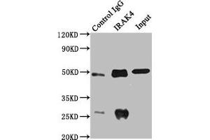 Immunoprecipitating IRAK4 in MCF-7 whole cell lysate Lane 1: Rabbit control IgG instead of ABIN7156752 in MCF-7 whole cell lysate. (IRAK4 抗体  (AA 1-220))