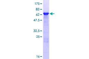 AAGAB Protein (AA 1-315) (GST tag)