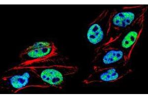 Immunofluorescence analysis of HeLa cells using PMS2 mouse mAb (green).