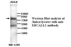 Image no. 1 for anti-MICAL-Like 2 (MICALL2) antibody (ABIN790899) (MICALL2 抗体)