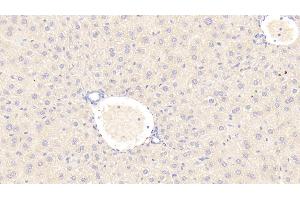 Detection of C1INH in Mouse Liver Tissue using Polyclonal Antibody to Complement 1 Inhibitor (C1INH) (SERPING1 抗体  (AA 211-331))