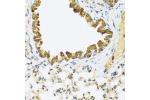 Immunohistochemistry of paraffin-embedded mouse lung using FAM20A antibody. (FAM20A 抗体  (AA 140-240))