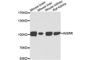 Western blot analysis of extracts of various cells, using INSRR antibody.