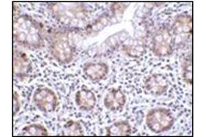 Immunohistochemistry of LSD1 in human small intestine tissue with this product at 2 μg/ml. (LSD1 抗体  (Center))