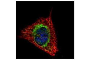 Immunofluorescence (IF) image for anti-Electron-Transfer-Flavoprotein, alpha Polypeptide (ETFA) (Center) antibody (ABIN2856049)