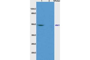 Lane 1: rat brain lysates Lane 2: rat liver lysates probed with Anti GATA4 Polyclonal Antibody, Unconjugated (ABIN734333) at 1:200 in 4 °C. (GATA4 抗体  (AA 261-360))