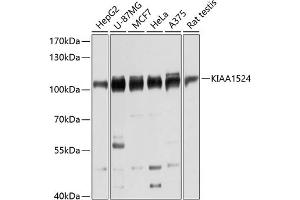 Western blot analysis of extracts of various cell lines, using KI antibody (ABIN6128778, ABIN6142850, ABIN6142851 and ABIN6215877) at 1:3000 dilution. (KIAA1524 抗体  (AA 681-905))