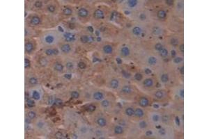 IHC-P analysis of Mouse Tissue, with DAB staining. (NNMT 抗体  (AA 127-249))
