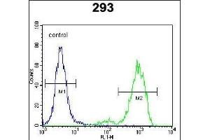SPDYE5 Antibody (N-term) (ABIN655699 and ABIN2845152) flow cytometric analysis of 293 cells (right histogram) compared to a negative control cell (left histogram). (SPDYE5 抗体  (N-Term))