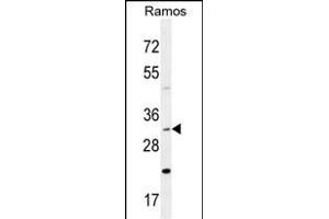 DNAJB13 Antibody (Center) (ABIN654838 and ABIN2844507) western blot analysis in Ramos cell line lysates (35 μg/lane). (DNAJB13 抗体  (AA 176-205))