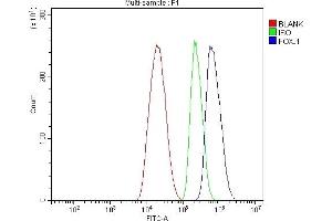 Flow Cytometry analysis of HepG2 cells using anti-FOXJ1 antibody (ABIN7601015). (FOXJ1 抗体  (AA 27-405))