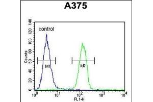 GSN Antibody (N-term) (ABIN6242369 and ABIN6578987) flow cytometric analysis of  cells (right histogram) compared to a negative control cell (left histogram). (Gelsolin 抗体  (N-Term))