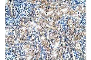 ABP1 antibody was used for immunohistochemistry at a concentration of 4-8 ug/ml to stain Epithelial cells of renal tubule (arrows) in Human Kidney. (DAO 抗体  (C-Term))
