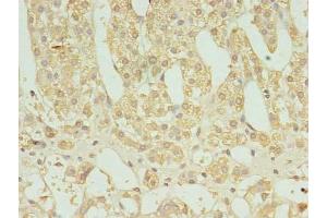 Immunohistochemistry of paraffin-embedded human adrenal gland tissue using ABIN7165402 at dilution of 1:100 (FAM136A 抗体  (AA 2-138))