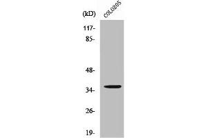 Western Blot analysis of 293 cells using RNF113B Polyclonal Antibody (RNF113B 抗体  (Internal Region))
