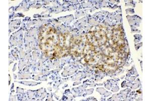 IHC testing of FFPE rat pancreas tissue with IGFBP1 antibody at 1ug/ml. (IGFBPI 抗体)