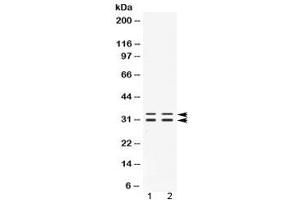 Western blot testing of 1) rat testis and 2) human PANC1 lysate with FHL3 antibody at 0. (FHL3 抗体  (AA 41-84))