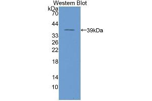 Western Blotting (WB) image for anti-Nuclear Factor kappa B (NFkB) (AA 42-367) antibody (ABIN1078409) (NFkB 抗体  (AA 42-367))