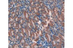 IHC-P analysis of Mouse Tissue, with DAB staining. (Adipsin 抗体  (AA 1-259))