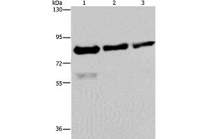 Western Blot analysis of Hela, LoVo and HepG2 cell using FASTKD2 Polyclonal Antibody at dilution of 1:500 (FASTKD2 抗体)