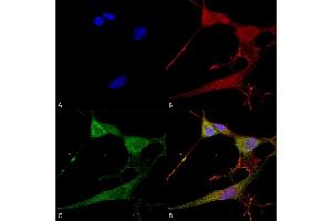 Immunocytochemistry/Immunofluorescence analysis using Mouse Anti-NrCAM Monoclonal Antibody, Clone S364-51 (ABIN1741297). (NrCAM 抗体  (Extracellular Domain) (APC))