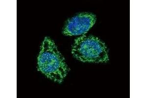 Immunofluorescence (IF) image for anti-Dual Specificity Phosphatase 6 (DUSP6) (AA 58-89) antibody (ABIN3028626)