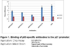 U20S (p53+) cells were treated with 0.