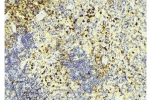 ABIN6274452 at 1/100 staining Mouse liver tissue by IHC-P. (BRI3BP 抗体  (N-Term))