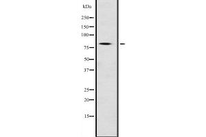 Western blot analysis of NFE2L1 expression in Mouse testis lysate,The lane on the left is treated with the antigen-specific peptide. (NFE2L1 抗体  (N-Term))