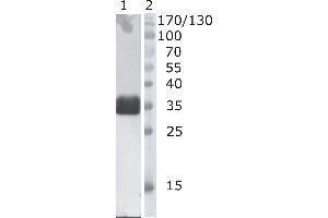 Western Blot testing of anti-bovine DNaseI monoclonal antibody (4B10). (DNASE1 抗体)