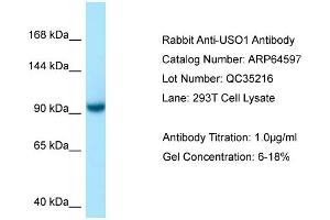 Western Blotting (WB) image for anti-USO1 Homolog, Vesicle Docking Protein (USO1) (C-Term) antibody (ABIN971980) (USO1 抗体  (C-Term))