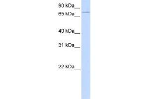 WB Suggested Anti-UBASH3A Antibody Titration:  0. (UBASH3A 抗体  (Middle Region))