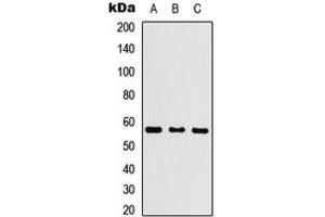 Western blot analysis of Cytochrome P450 26C1 expression in HEK293T (A), Raw264. (CYP26C1 抗体  (N-Term))