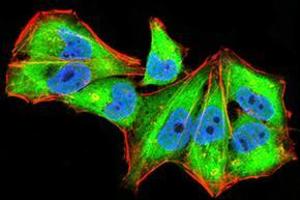 Immunofluorescence analysis of Hela cells using IL1RAPL1 mouse mAb (green). (IL1RAPL1 抗体  (AA 541-694))