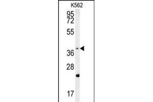 FBXW12 Antibody (C-term) (ABIN654226 and ABIN2844060) western blot analysis in K562 cell line lysates (35 μg/lane). (FBXW12 抗体  (C-Term))