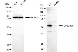 Western blotting analysis using DYNC1LI1 antibody (ABIN7798402).