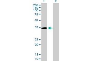 Western Blot analysis of ADORA2A expression in transfected 293T cell line by ADORA2A MaxPab polyclonal antibody. (Adenosine A2a Receptor 抗体  (AA 1-412))